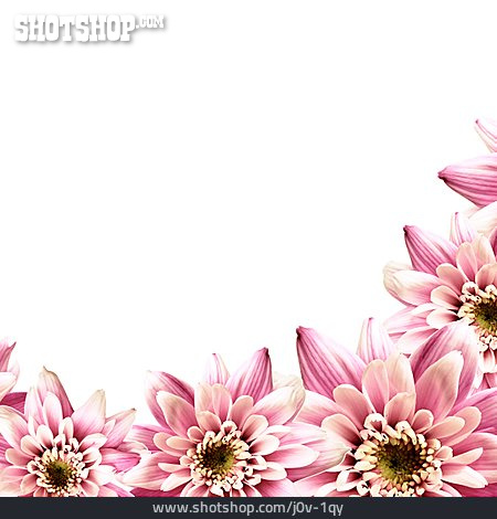 
                Textfreiraum, Blüte, Dahlienblüte                   