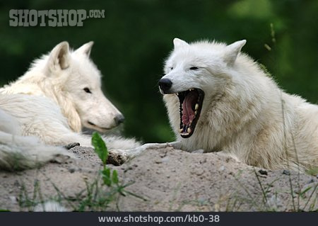 
                Gähnen, Wolf                   