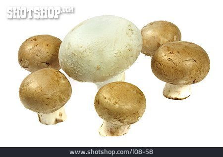 
                Pilz, Champignon                   