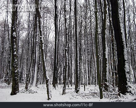 
                Wald, Baumstamm, Verschneit                   
