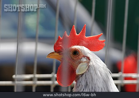 
                Huhn, Käfighaltung                   