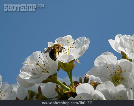 
                Biene, Kirschblüte, Bestäuben                   
