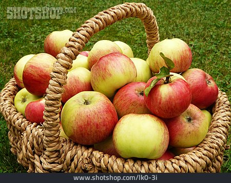 
                Apfel, Ernte, Apfelernte                   