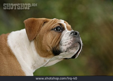 
                Junghund, Deutscher Boxer                   