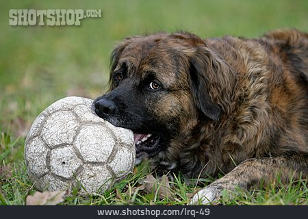 
                Hund, Spielen, Leonberger                   
