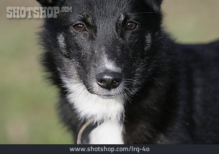 
                Hund, Australian Shepherd                   