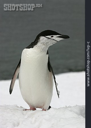 
                Pinguin, Zügelpinguin                   