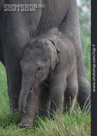 
                Elefant, Elefantenbaby                   