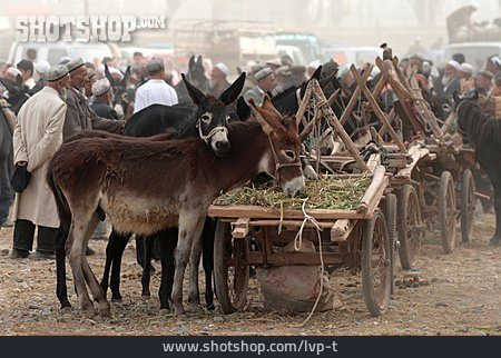 
                Esel, Viehmarkt, Kashgar, Sonntagsmarkt                   