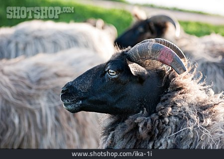 
                Schaf, Hausschaf, Heidschnucke                   