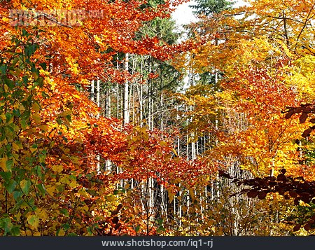 
                Herbstlaub, Laubwald                   