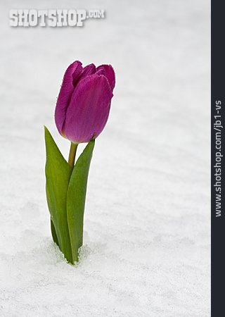 
                Schnee, Tulpe, Frühlingserwachen                   