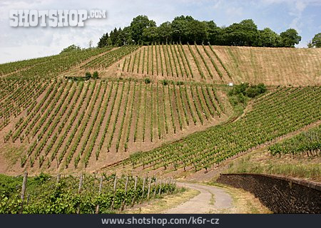 
                Weinberg, Moseltal, Weinbaugebiet                   
