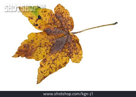 
                Herbstlaub, Pflanzenblatt                   