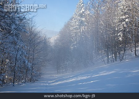 
                Wald, Winterlandschaft, Diesig                   