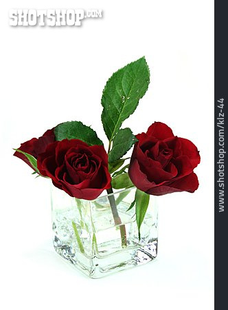
                Rose, Vase, Rote Rose                   