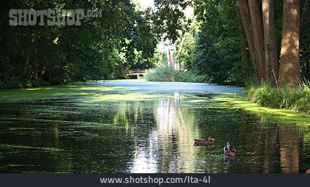 
                Park, Teich                   