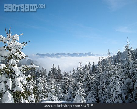 
                Winterlandschaft, Nadelwald, Alpen                   