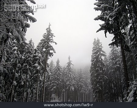 
                Winterlandschaft, Nebel, Nadelwald                   