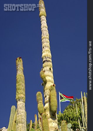 
                Nationalflagge, Südafrika, Säulenkaktus                   