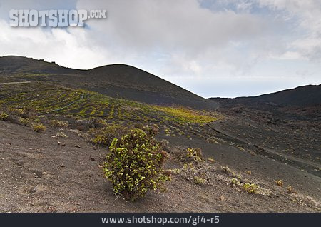 
                Landschaft, Weinberg, La Palma                   