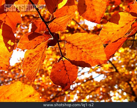 
                Herbst, Herbstlaub, Blattfärbung                   