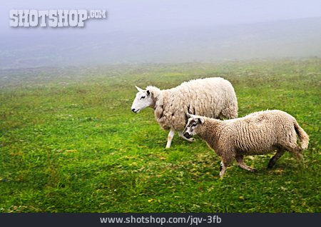 
                Tierpärchen, Schaf                   