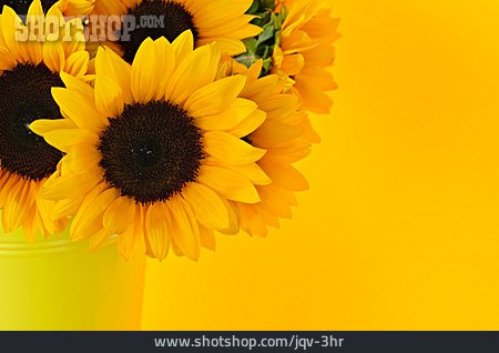
                Sonnenblume, Blumenstrauß                   