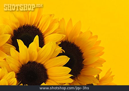 
                Flower, Sunflower                   