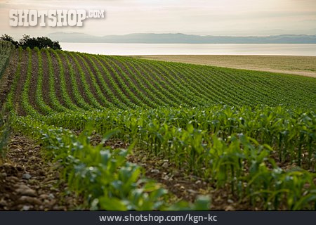 
                Landschaft, Landwirtschaft, Ackerbau                   