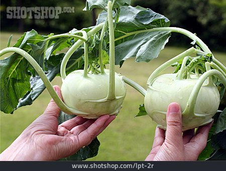 
                Paar, Ernte, Kohlrabi                   