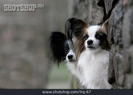 
                Tierpärchen, Hund, Rassehund                   