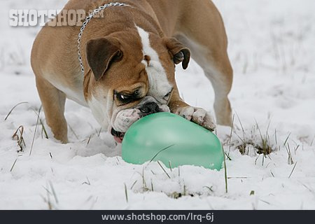 
                Verspielt, Hund, Luftballon                   