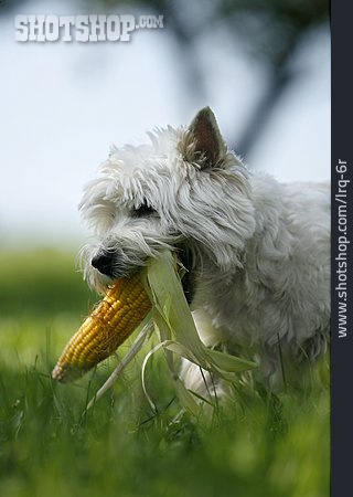 
                Hund, West Highland Terrier                   
