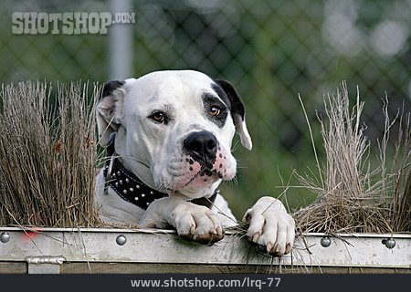 
                Wachhund, Listenhund, American Bulldog                   