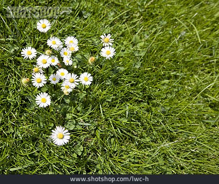 
                Blumenwiese, Rasen, Gänseblümchen                   
