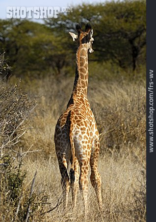 
                Tierjunges, Giraffe                   