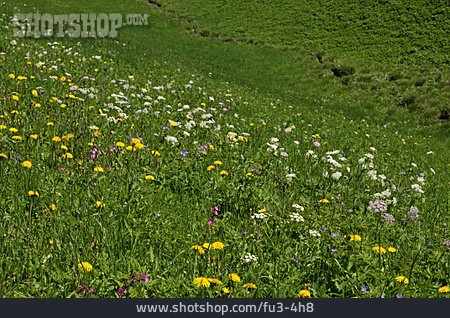 
                Flower Meadow                   