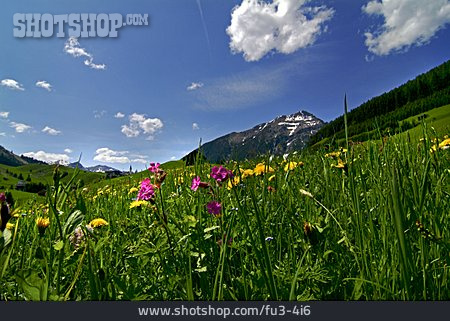 
                Tirol, Alm                   