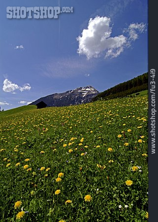 
                Tirol, Alm                   