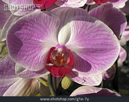 
                Phalaenopsis, Orchideenblüte                   