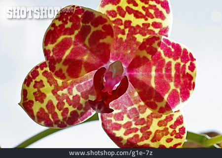 
                Phalaenopsis, Orchideenblüte                   