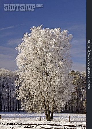 
                Winter, Birke, Laubbaum                   