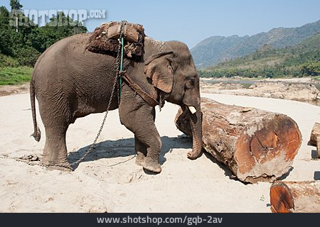 
                Arbeitende Tiere, Elefant                   