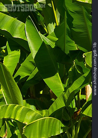 
                Bananenblatt, Bananenpflanze                   