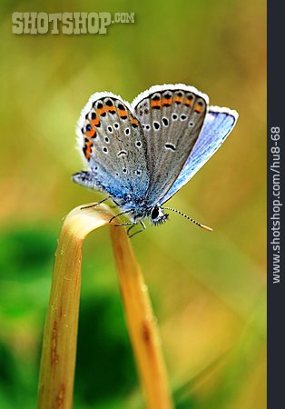 
                Schmetterling, Bläuling                   