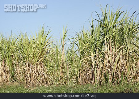 
                Sugar Cane                   