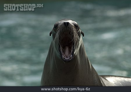 
                Robbe, Seelöwe, Kalifornischer Seelöwe                   