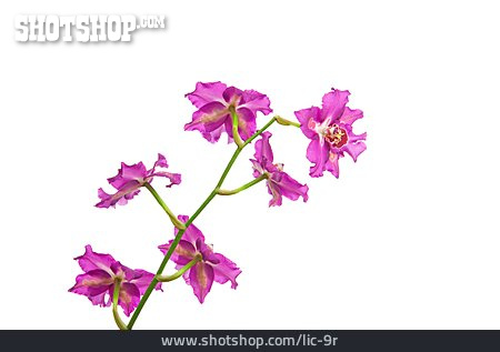 
                Orchidee, Orchideenzweig                   