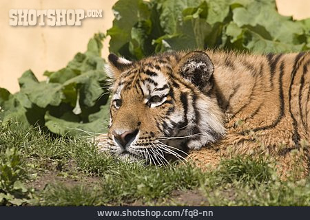 
                Sibirischer Tiger                   